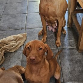 Hungarian Vizsla - Both
