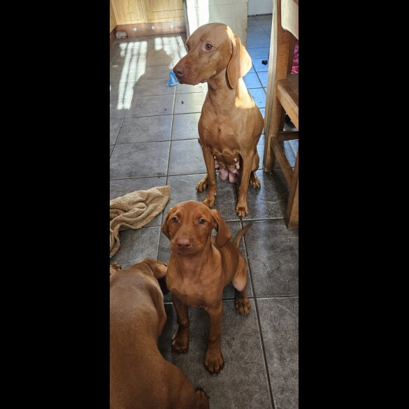 Hungarian Vizsla - Both