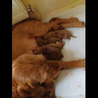 Hungarian Vizsla - Both