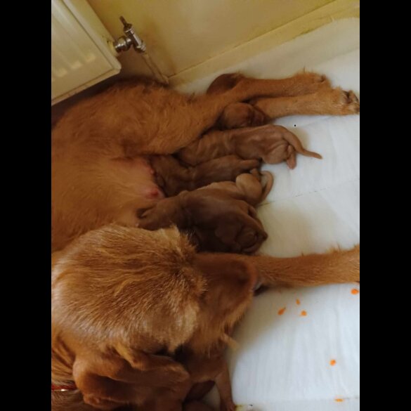 Hungarian Vizsla - Both