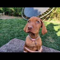 Hungarian Vizsla - Both
