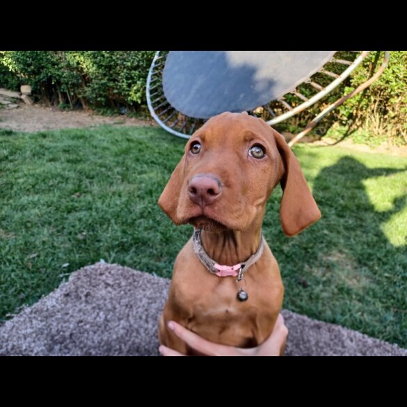 Hungarian Vizsla - Both