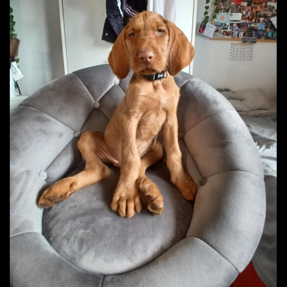 Hungarian Vizsla - Both