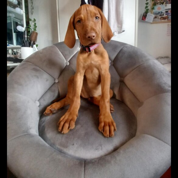 Hungarian Vizsla - Both