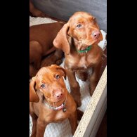 Hungarian Vizsla - Both