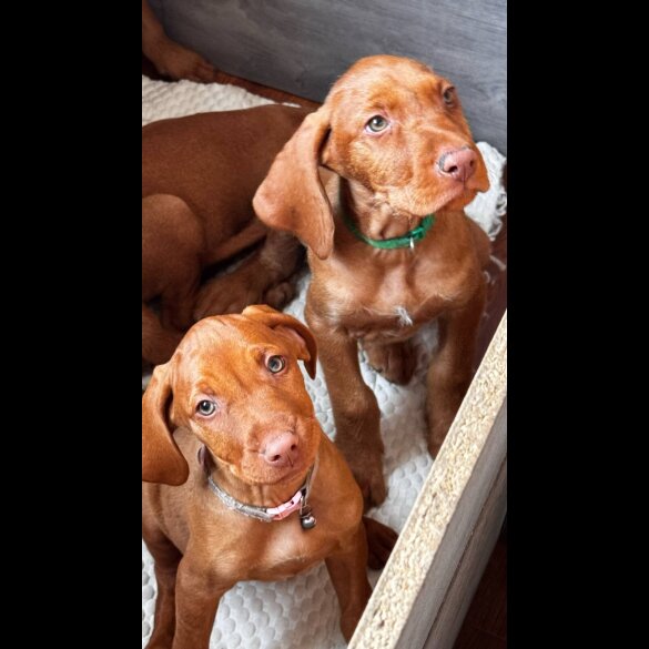 Hungarian Vizsla - Both