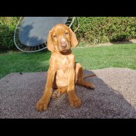 Hungarian Vizsla - Both