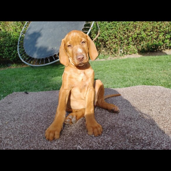 Hungarian Vizsla - Both