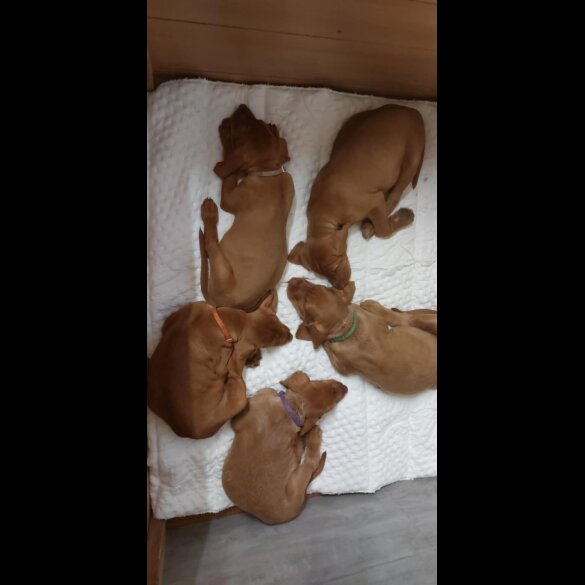 Hungarian Vizsla - Both