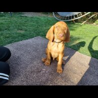Hungarian Vizsla - Both