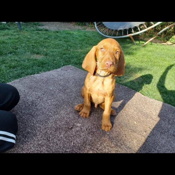 Hungarian Vizsla - Both