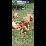 Hungarian Vizsla - Both