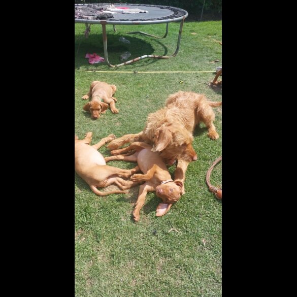 Hungarian Vizsla - Both