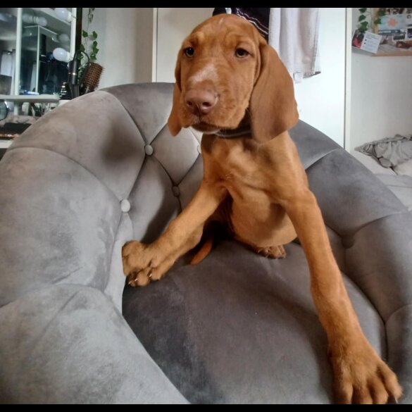 Hungarian Vizsla - Both