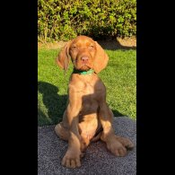 Hungarian Vizsla - Both