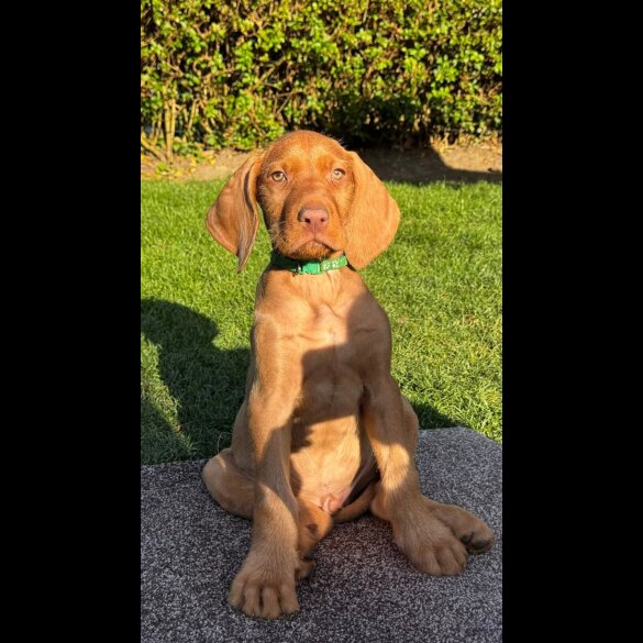 Hungarian Vizsla - Both