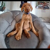 Hungarian Vizsla - Both