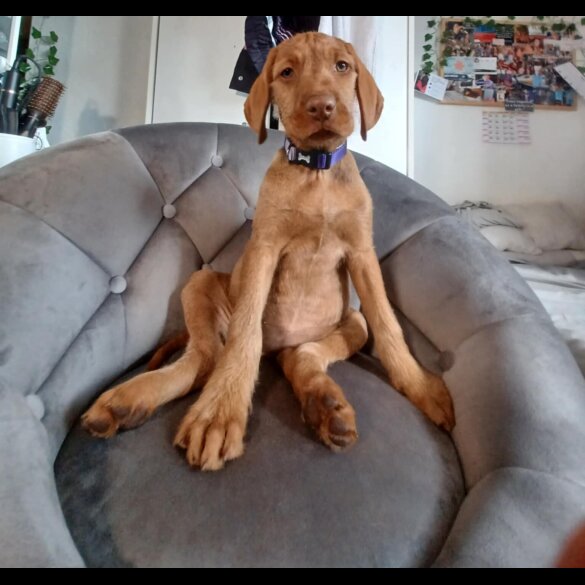 Hungarian Vizsla - Both