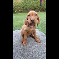 Hungarian Vizsla - Both