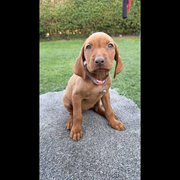 Hungarian Vizsla - Both