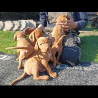 Hungarian Vizsla - Both
