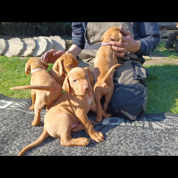 Hungarian Vizsla - Both