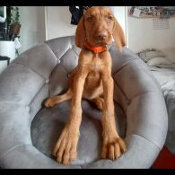 Hungarian Vizsla - Both