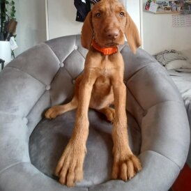 Hungarian Vizsla - Both
