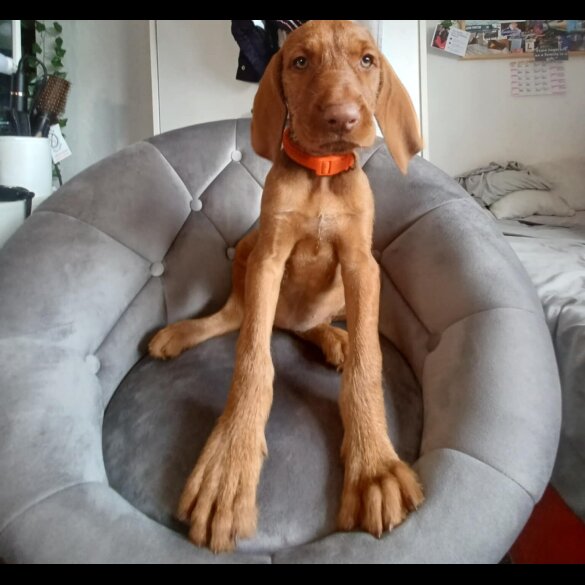 Hungarian Vizsla - Both