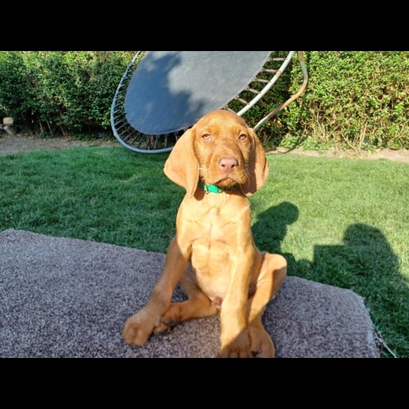 Hungarian Vizsla - Both