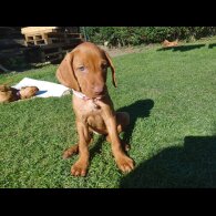 Hungarian Vizsla - Both