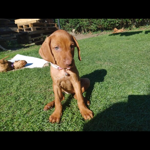 Hungarian Vizsla - Both