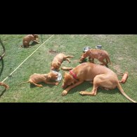 Hungarian Vizsla - Both