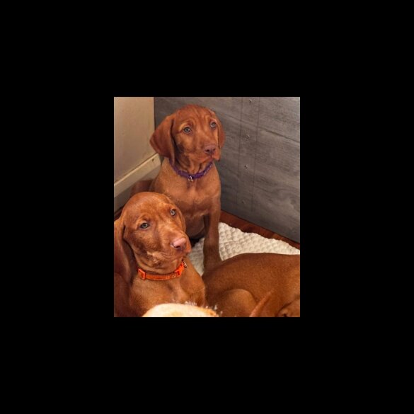 Hungarian Vizsla - Both