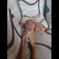 Hungarian Vizsla - Both