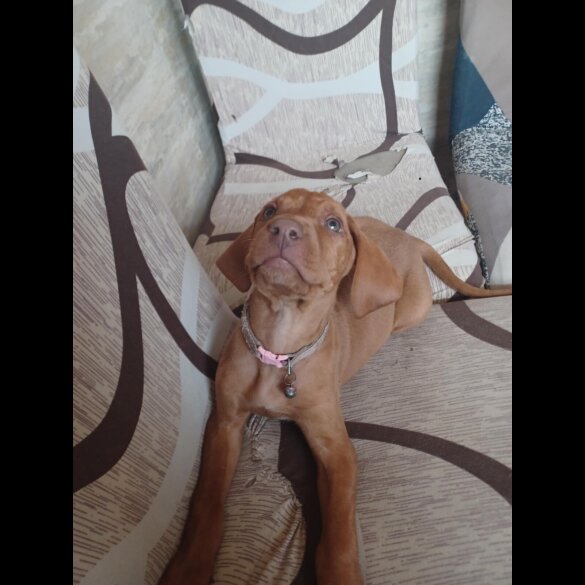 Hungarian Vizsla - Both