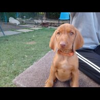 Hungarian Vizsla - Both