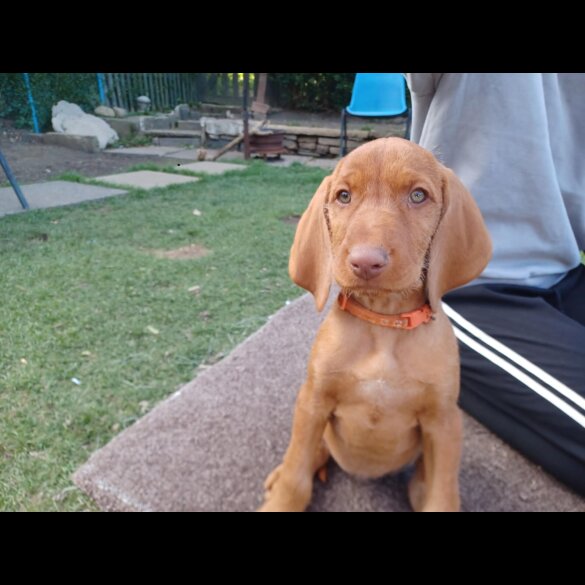 Hungarian Vizsla - Both