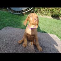 Hungarian Vizsla - Both