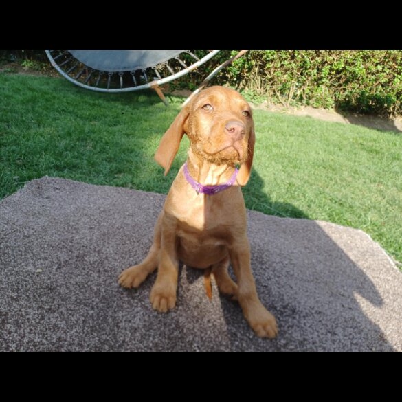 Hungarian Vizsla - Both