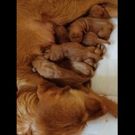 Hungarian Vizsla - Both
