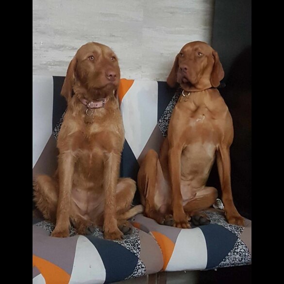 Hungarian Vizsla - Both