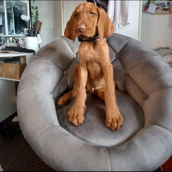 Hungarian Vizsla - Both