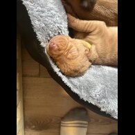 Hungarian Vizsla - Both