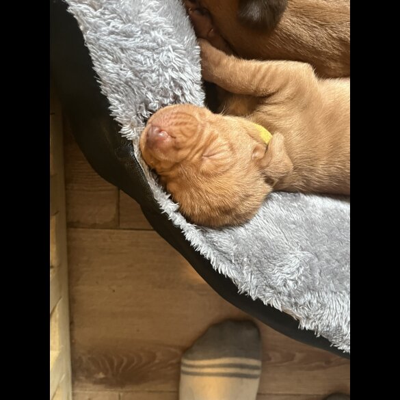 Hungarian Vizsla - Both
