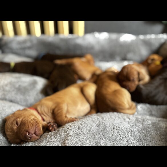 Hungarian Vizsla - Both