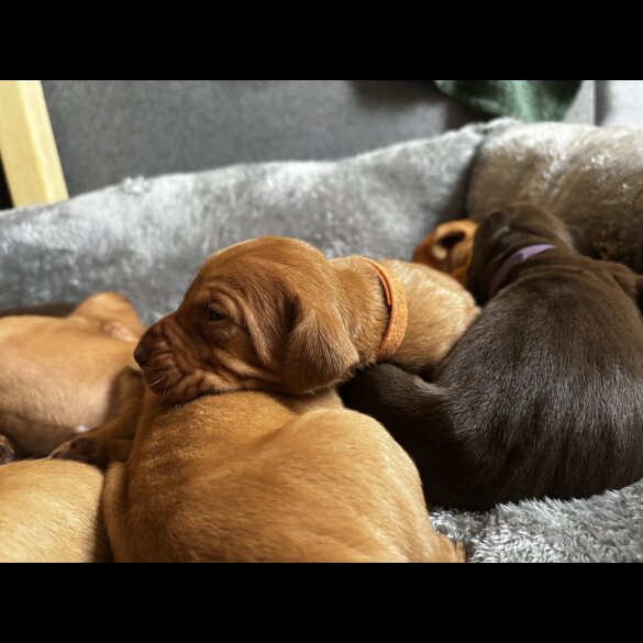 Hungarian Vizsla - Both