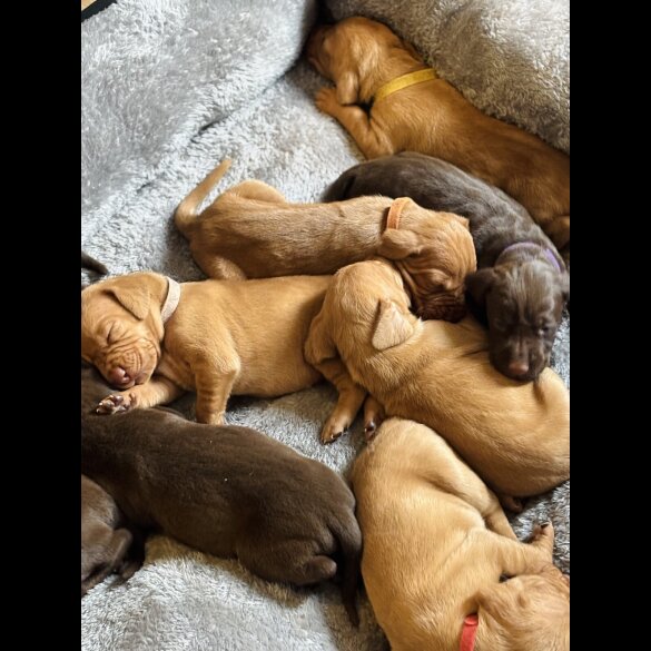 Hungarian Vizsla - Both