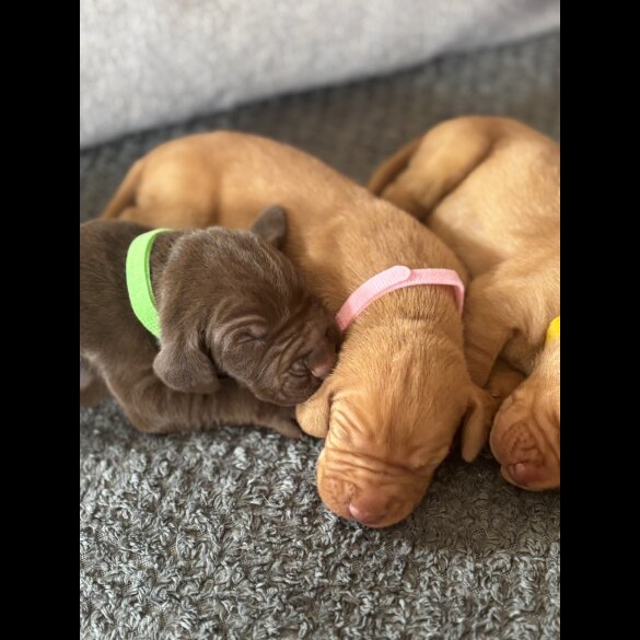 Hungarian Vizsla - Both
