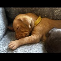 Hungarian Vizsla - Both